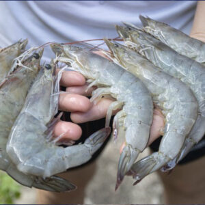 Peces y Crustáceos (Camarones)