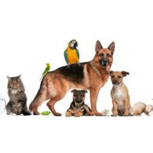 Animales de compañia